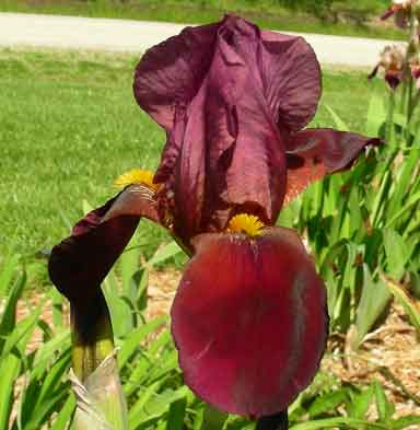 The Red Douglas TB Iris 